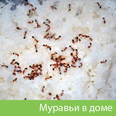 Муравьи в доме в Самаре